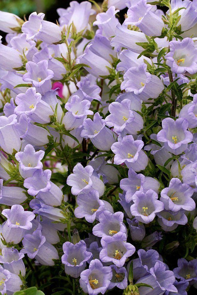 Serene Meadows Blossom Array